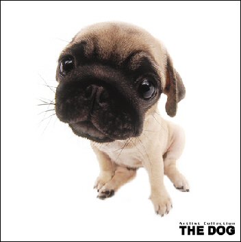 the puppies the the puppies the